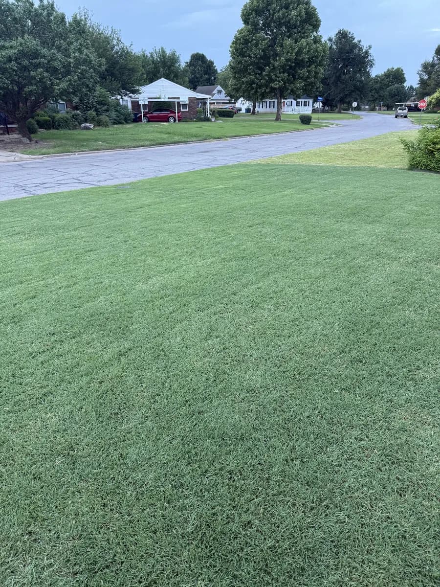 Dense green residential turf after seasonal lawn care