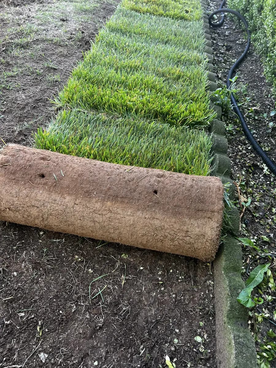 Close view of fresh turf being unrolled for sod installation